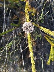 Serruria trilopha