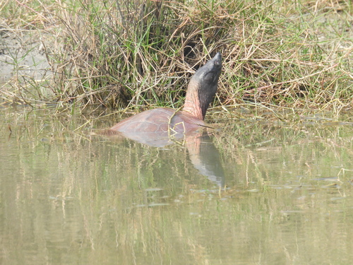 Batagur; (Northern) River Terrapin, Batagur baska
