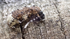 Platystomos albinus