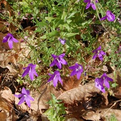 Campanula lusitanica