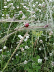 Coccinella septempunctata