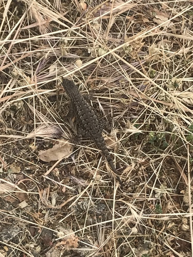 iNaturalist observation photo of Western Fence Lizard