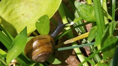 Ventridens ligera