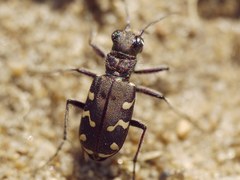 Cicindela soluta