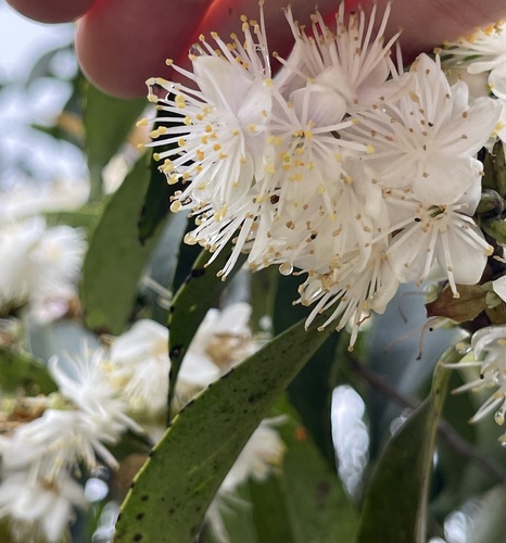 Symplocos sumuntia (Symplocos sumuntia)