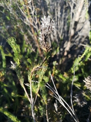 Serruria trilopha