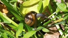 Ventridens ligera