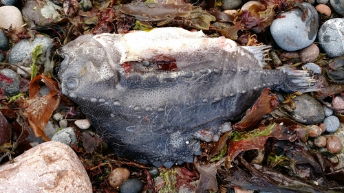 Cyclopterus lumpus