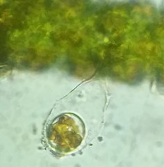 Cocconeis