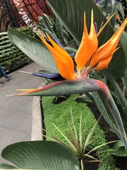 Strelitzia
