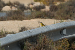Motacilla flava iberiae