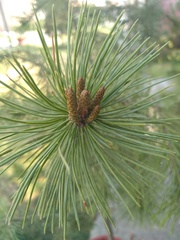 Pinus hartwegii