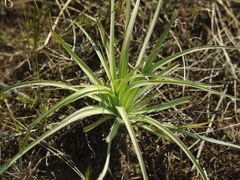 Tragopogon borysthenicus