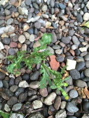 Senecio vulgaris