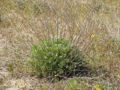 Artemisia marschalliana
