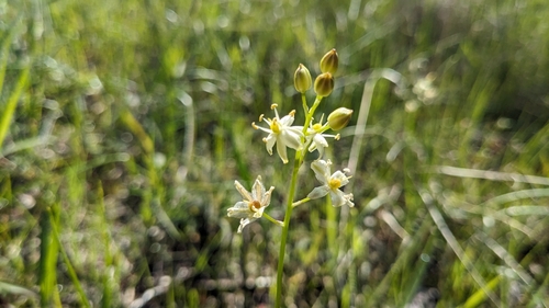 Texas Sunnybell (Schoenolirion wrightii)