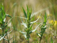 Linaria genistifolia