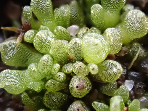 Representative image of Sphaerocarpaceae