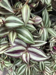 Tradescantia zebrina