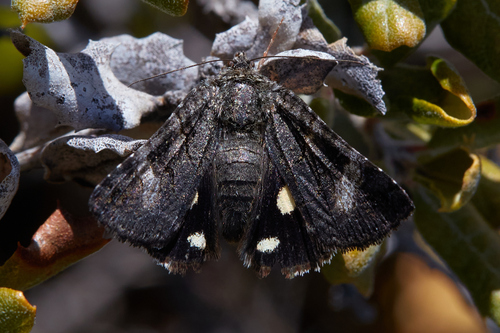 Litocala Moth photo 4