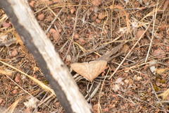 Mecyna mustelinalis