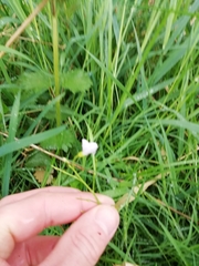 Cardamine pratensis