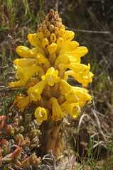 Cistanche lutea