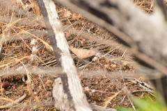 Mecyna mustelinalis