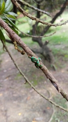 Metcalfiella vicina