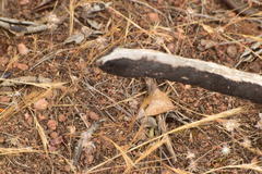 Mecyna mustelinalis