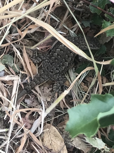 iNaturalist observation photo of Western Fence Lizard