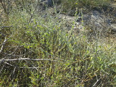 Podalyria microphylla