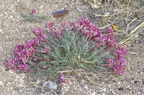 Image of Astragalus waterfallii by (c) Michelle W. （鍾偉瑋）, some rights reserved (CC BY)