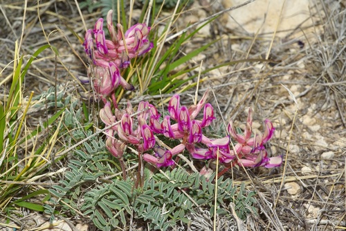 Image of Astragalus waterfallii by (c) Michelle W. （鍾偉瑋）, some rights reserved (CC BY)