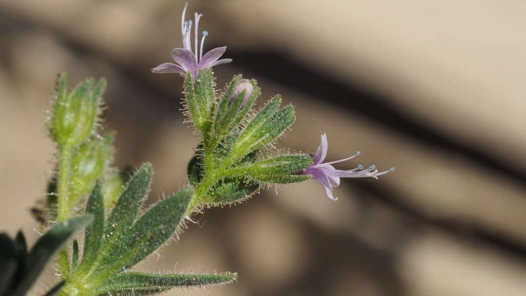 Sticky false gilia