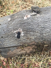 Zopheridae