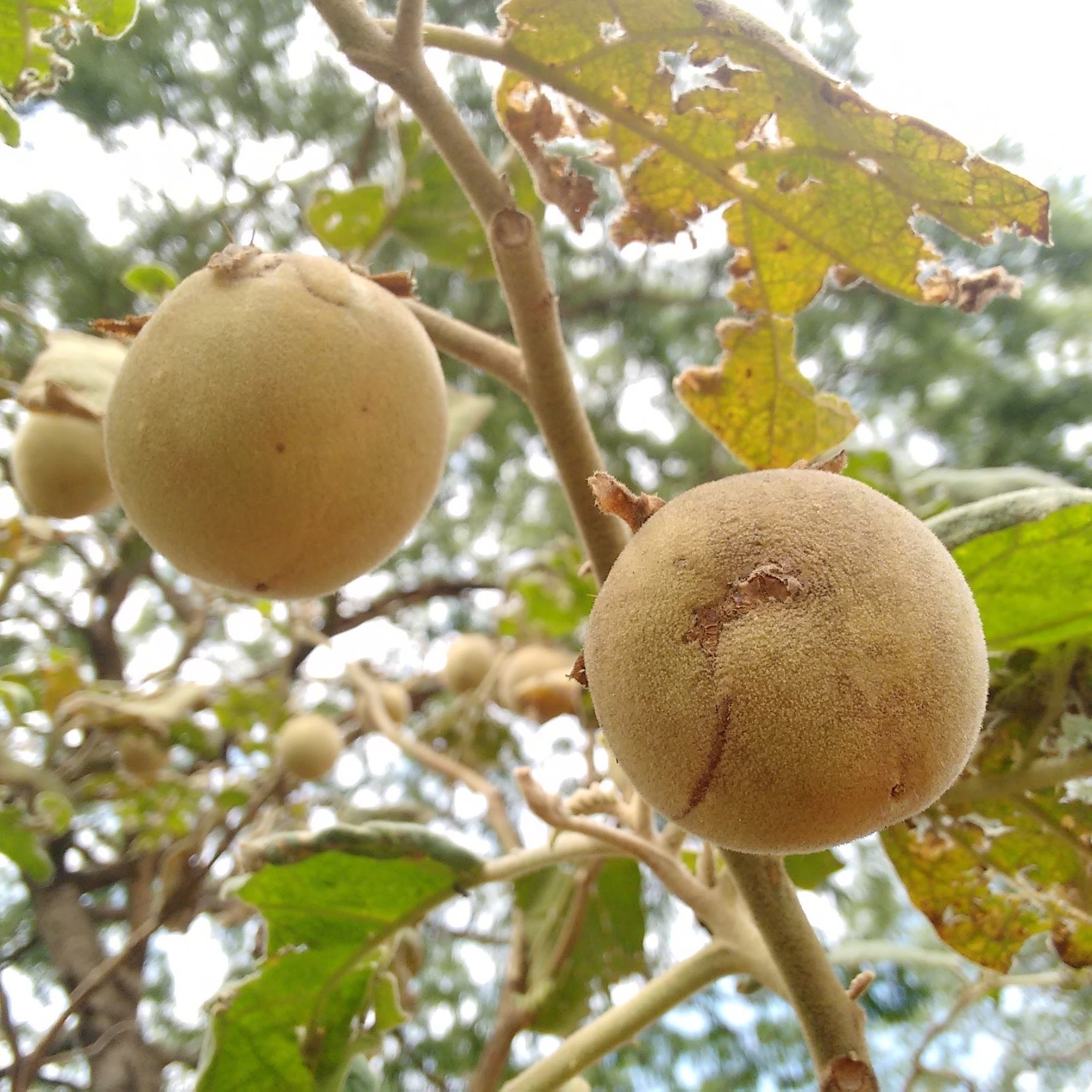 Solanum lycocarpum
