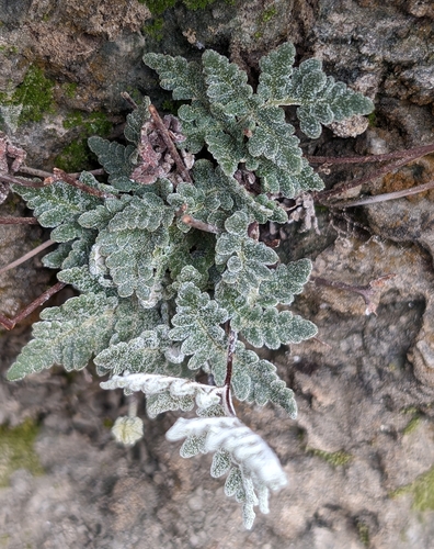 Image of Notholaena californica by (c) Alan Prather, some rights reserved (CC BY)