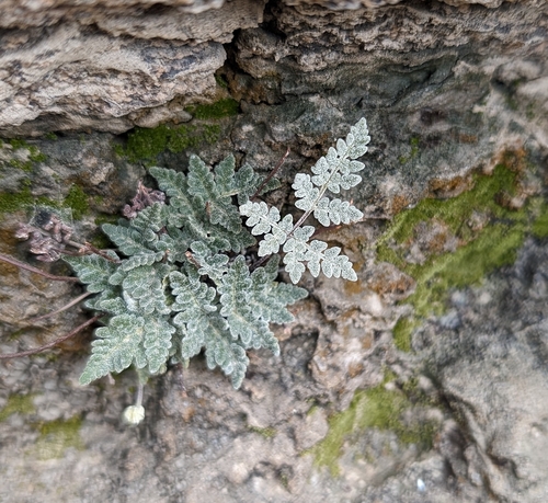 Image of Notholaena californica by (c) Alan Prather, some rights reserved (CC BY)