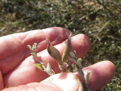 Podalyria microphylla