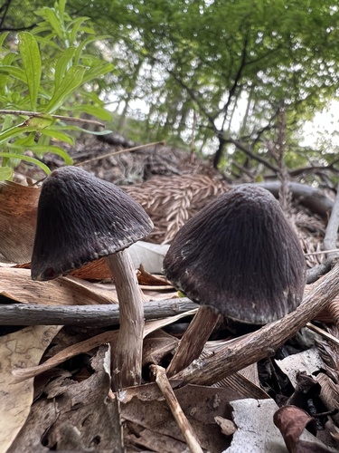 Psathyrella bipellis