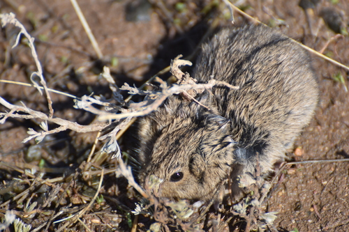 Steppe Lemming