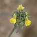 Simple Toadflax - Photo (c) Andrea Kreuzhage, some rights reserved (CC BY-NC), uploaded by Andrea Kreuzhage