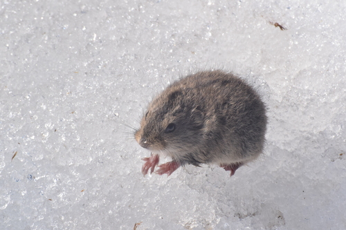 Steppe Lemming