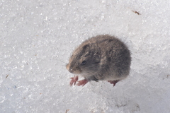 Steppe Vole photo 2