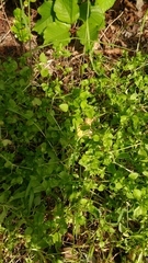 Stellaria media