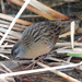 Virginia Rail - Photo (c) diomedea_exulans_li, some rights reserved (CC BY-NC)