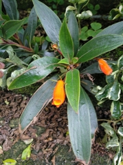 Seemannia sylvatica