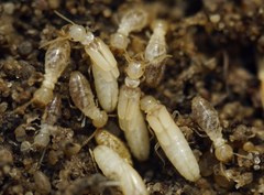 Reticulitermes lucifugus