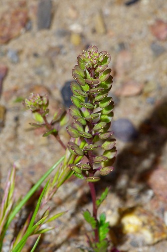 Image of Lepidium oblongum by (c) Michelle W. （鍾偉瑋）, some rights reserved (CC BY)